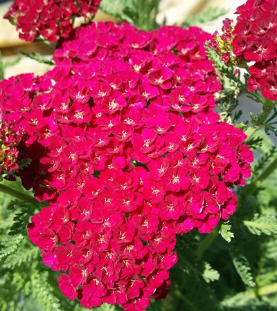 Yarrow Tutti Frutti™ Pomegranate